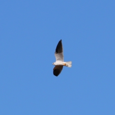 Elanus axillaris (Black-shouldered Kite) at Cobar, NSW - 5 Jul 2024 by MB