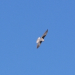 Elanus axillaris at Cobar, NSW - 5 Jul 2024