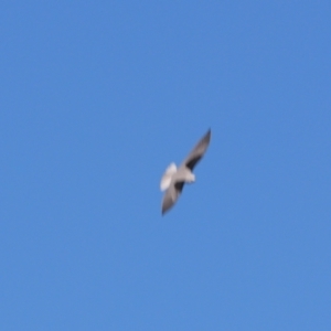 Elanus axillaris at Cobar, NSW - 5 Jul 2024