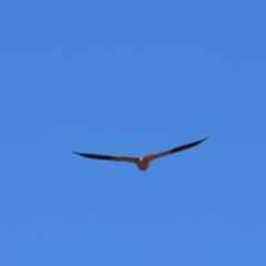 Elanus axillaris at Cobar, NSW - 5 Jul 2024