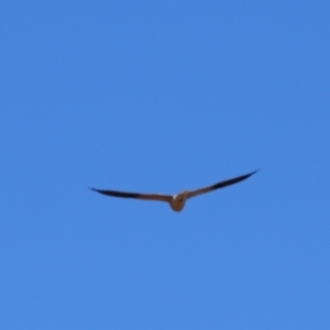 Elanus axillaris at Cobar, NSW - 5 Jul 2024