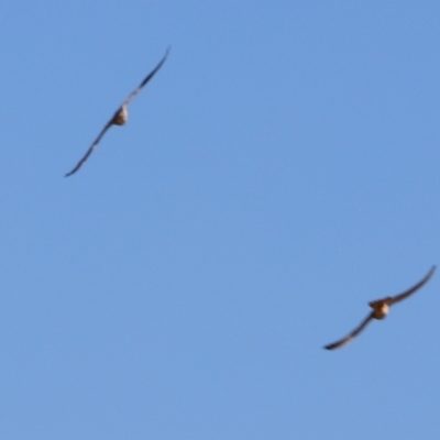 Falco cenchroides (Nankeen Kestrel) at Cobar, NSW - 5 Jul 2024 by MB