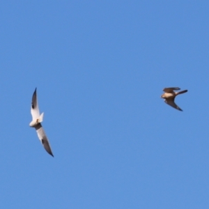 Falco cenchroides at Cobar, NSW - 5 Jul 2024