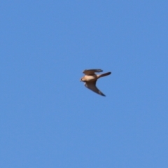 Falco cenchroides at Cobar, NSW - 5 Jul 2024