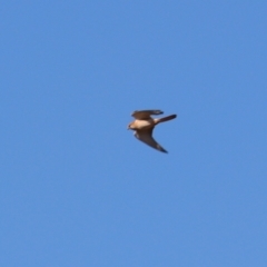 Falco cenchroides at Cobar, NSW - 5 Jul 2024 01:32 PM