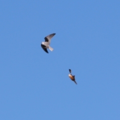 Falco cenchroides at Cobar, NSW - 5 Jul 2024