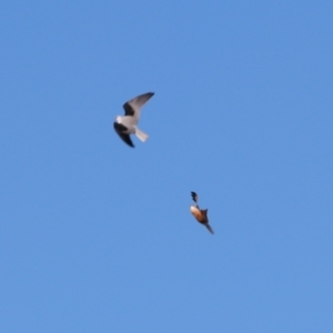 Falco cenchroides at Cobar, NSW - 5 Jul 2024 01:32 PM