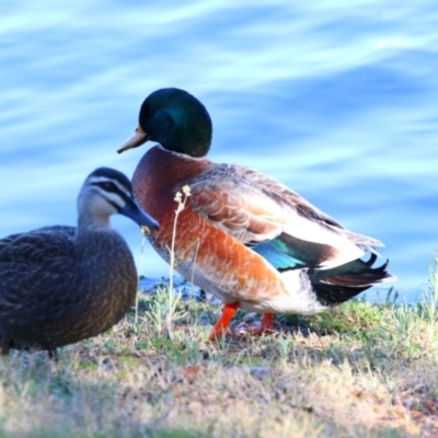 Anas superciliosa (Pacific Black Duck) at Cobar, NSW - 5 Jul 2024 by MB