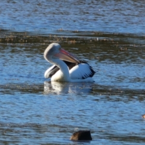 Pelecanus conspicillatus at Cobar, NSW - 5 Jul 2024