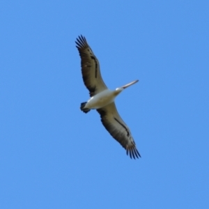 Pelecanus conspicillatus at Cobar, NSW - 5 Jul 2024