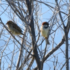 Passer domesticus (House Sparrow) at Cobar, NSW - 4 Jul 2024 by MB