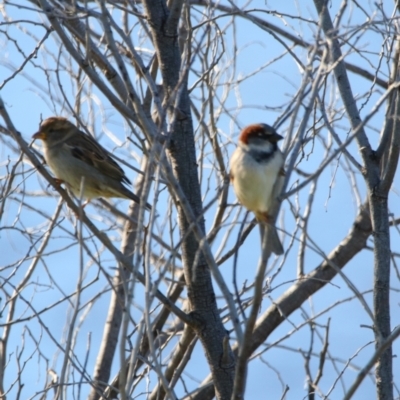 Passer domesticus (House Sparrow) at Cobar, NSW - 5 Jul 2024 by MB