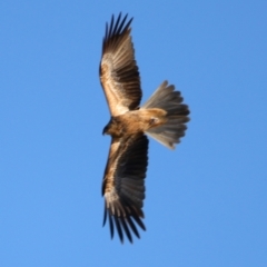 Haliastur sphenurus (Whistling Kite) at Cobar, NSW - 4 Jul 2024 by MB