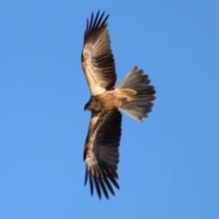 Haliastur sphenurus (Whistling Kite) at Cobar, NSW - 5 Jul 2024 by MB