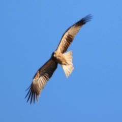 Haliastur sphenurus at Cobar, NSW - 5 Jul 2024