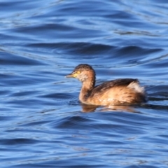 Tachybaptus novaehollandiae (Australasian Grebe) at Cobar, NSW - 5 Jul 2024 by MB