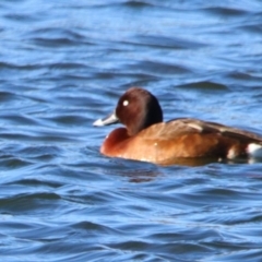 Aythya australis (Hardhead) at Cobar, NSW - 5 Jul 2024 by MB