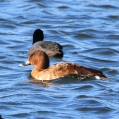 Aythya australis at Cobar, NSW - 5 Jul 2024