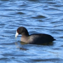 Fulica atra (Eurasian Coot) at Cobar, NSW - 5 Jul 2024 by MB