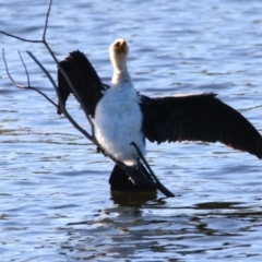 Microcarbo melanoleucos (Little Pied Cormorant) at Cobar, NSW - 4 Jul 2024 by MB