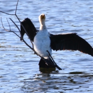 Microcarbo melanoleucos (Little Pied Cormorant) at Cobar, NSW by MB