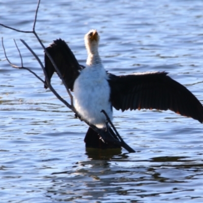Microcarbo melanoleucos (Little Pied Cormorant) at Cobar, NSW - 4 Jul 2024 by MB