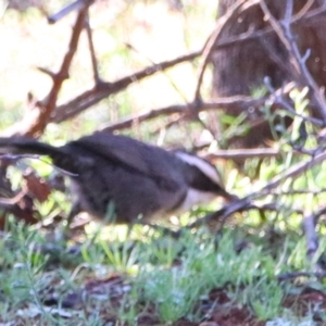 Pomatostomus superciliosus at Cobar, NSW - 5 Jul 2024