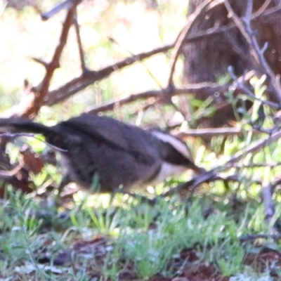 Pomatostomus superciliosus (White-browed Babbler) at Cobar, NSW - 4 Jul 2024 by MB