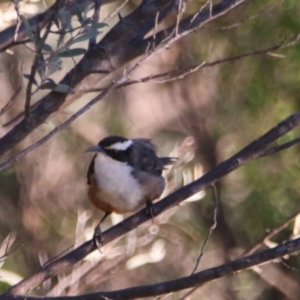 Pomatostomus superciliosus at Cobar, NSW - 5 Jul 2024