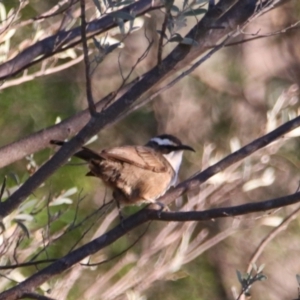 Pomatostomus superciliosus at Cobar, NSW - 5 Jul 2024