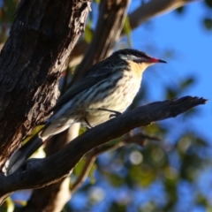 Acanthagenys rufogularis (Spiny-cheeked Honeyeater) at Cobar, NSW - 4 Jul 2024 by MB