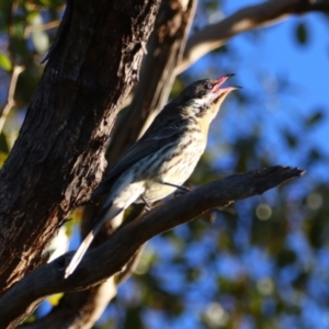 Acanthagenys rufogularis at Cobar, NSW - 5 Jul 2024