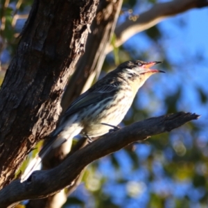 Acanthagenys rufogularis at Cobar, NSW - 5 Jul 2024