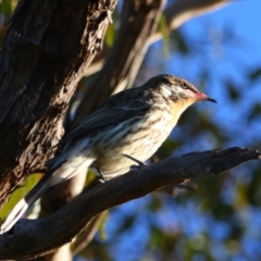 Acanthagenys rufogularis at Cobar, NSW - 5 Jul 2024