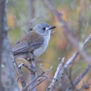 Colluricincla harmonica at Cobar, NSW - 5 Jul 2024