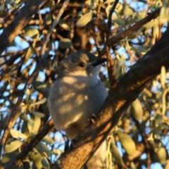 Colluricincla harmonica at Cobar, NSW - 5 Jul 2024