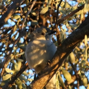 Colluricincla harmonica at Cobar, NSW - 5 Jul 2024