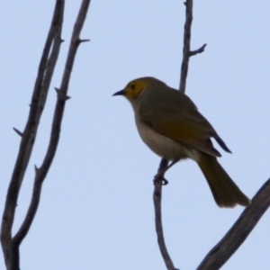 Ptilotula penicillata at Cobar, NSW - 5 Jul 2024