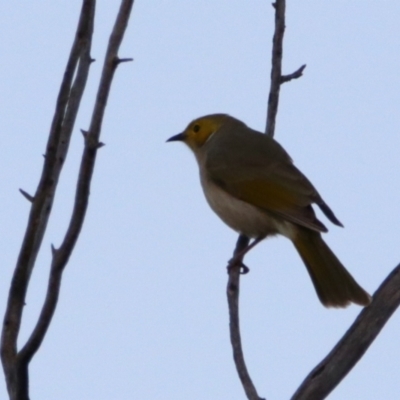 Ptilotula penicillata (White-plumed Honeyeater) at Cobar, NSW - 5 Jul 2024 by MB