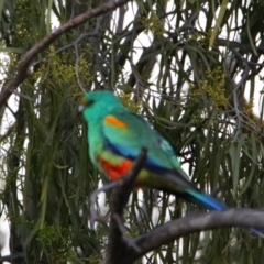 Psephotellus varius (Mulga Parrot) at Cobar, NSW - 4 Jul 2024 by MB
