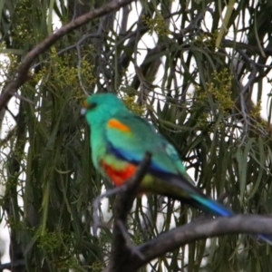 Psephotellus varius at Cobar, NSW - 5 Jul 2024