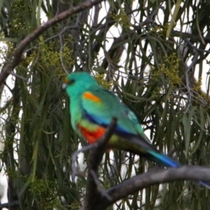 Psephotellus varius (Mulga Parrot) at Cobar, NSW by MB