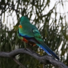 Psephotellus varius at Cobar, NSW - 5 Jul 2024