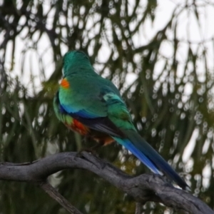 Psephotellus varius at Cobar, NSW - 5 Jul 2024