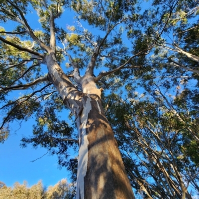 Eucalyptus amplifolia subsp. amplifolia (Cabbage Gum) at Lake Burley Griffin West - 5 Jul 2024 by Steve818