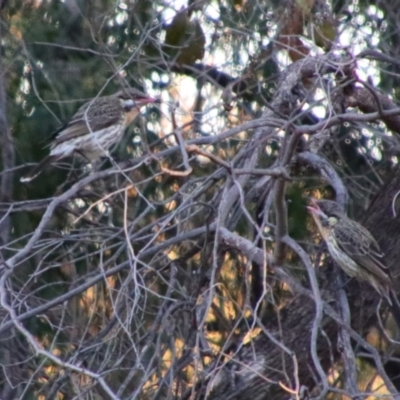 Acanthagenys rufogularis (Spiny-cheeked Honeyeater) at Cobar, NSW - 4 Jul 2024 by MB