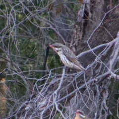 Acanthagenys rufogularis at Cobar, NSW - 4 Jul 2024