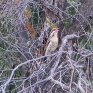 Acanthagenys rufogularis at Cobar, NSW - 4 Jul 2024