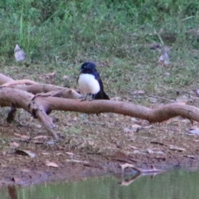 Rhipidura leucophrys (Willie Wagtail) at Cobar, NSW - 4 Jul 2024 by MB