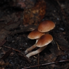 Cortinarius sp. at Dalmeny, NSW - 5 Jul 2024 by Bushrevival